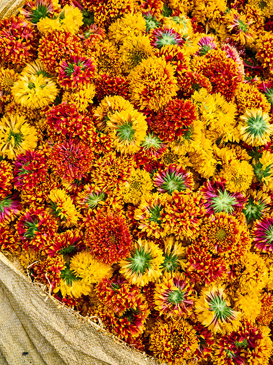 Orlebar Brown - Wholesale Flower Market (Phool Mandi)