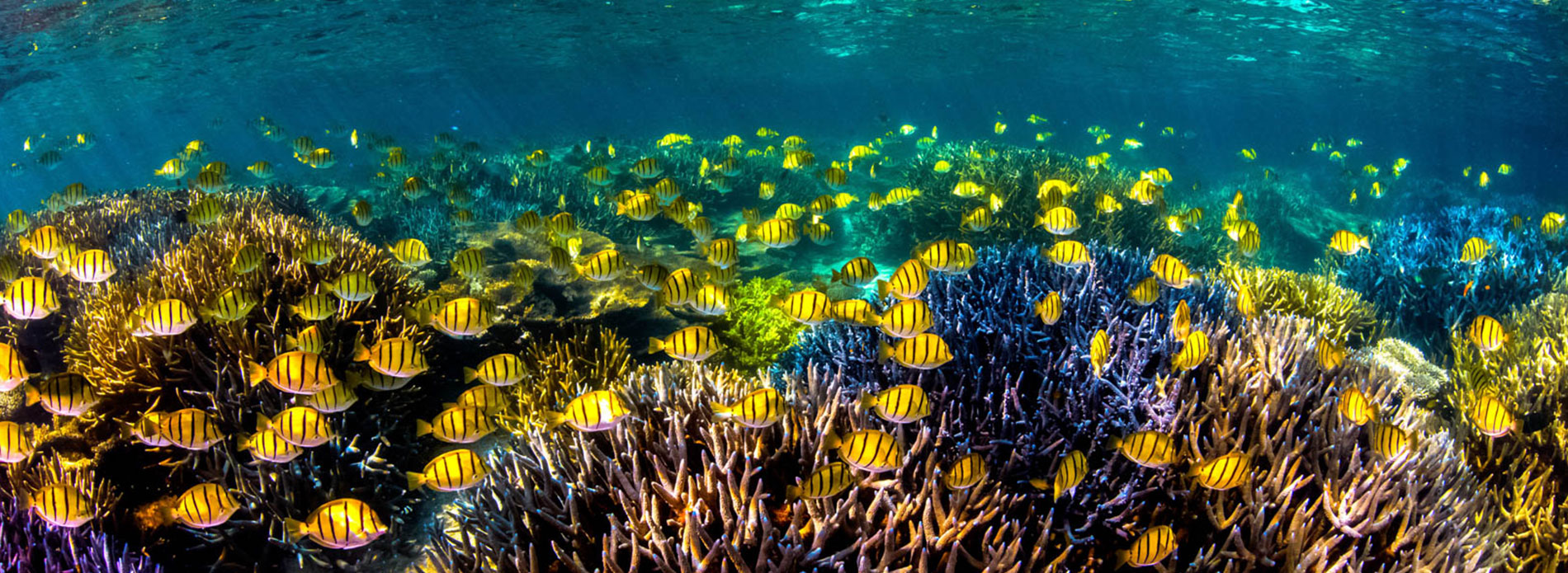 Orlebar Brown | Coral on Ningaloo Reef