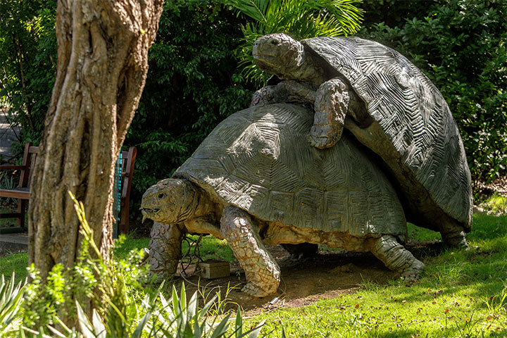 Orlebar Brown - The Ubiquitous Tortoises