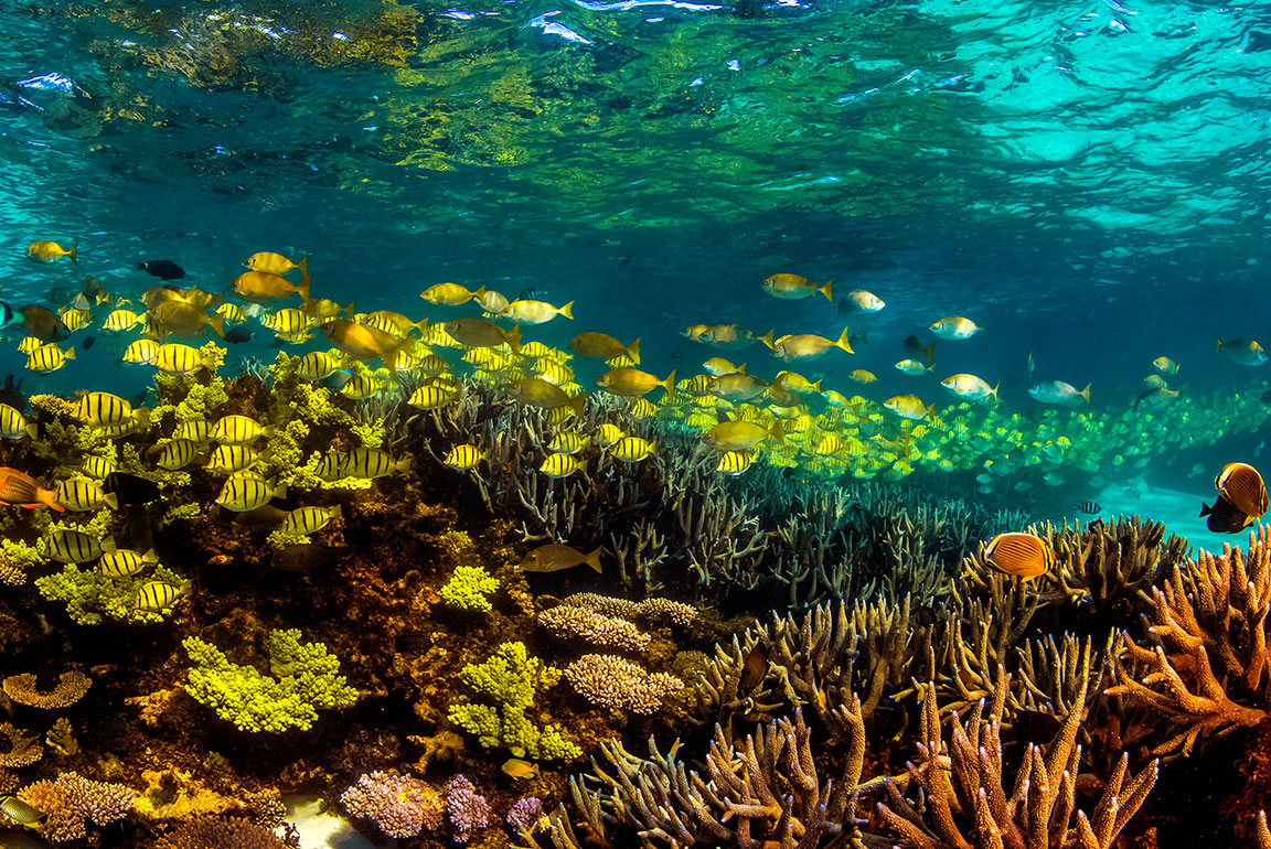 Orlebar Brown - Life Underwater